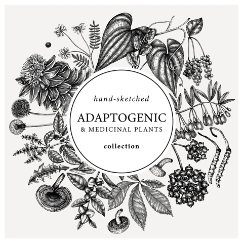 Adaptogenic plants round wreath. Hand-sketched medicinal herbs, weeds, berries, leaves frame design. Perfect for brands, label, packaging. Botanical illustration with adaptogenic plants